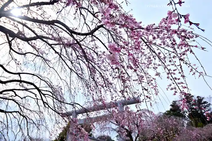 櫻木神社(千葉県)