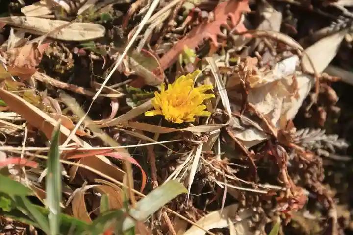 大六天麻王神社の自然