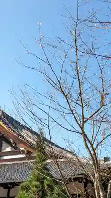 くろ谷 金戒光明寺(京都府)