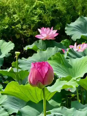 東寺（教王護国寺）(京都府)