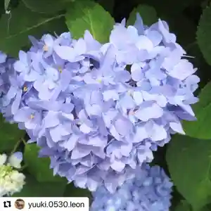 普門寺(切り絵御朱印発祥の寺)の自然(2021年05月27日(木) 21時06分35秒投稿)