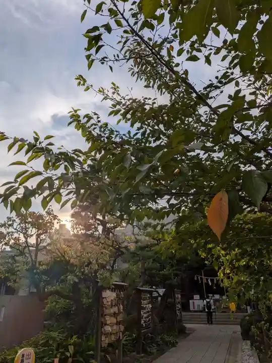鳩森八幡神社の自然