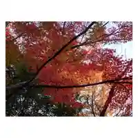 岐阜稲荷山本社(岐阜県)