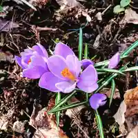 壽徳寺 じゅとくじの自然