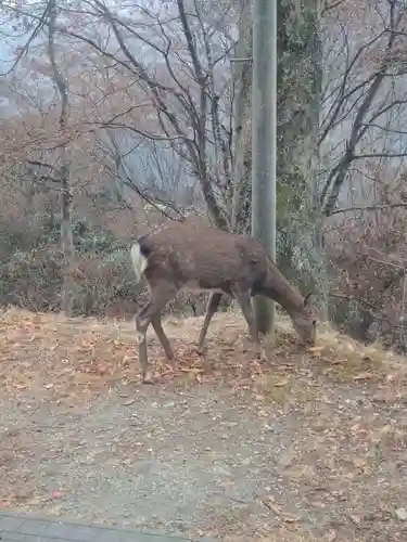 三峯神社(埼玉県)