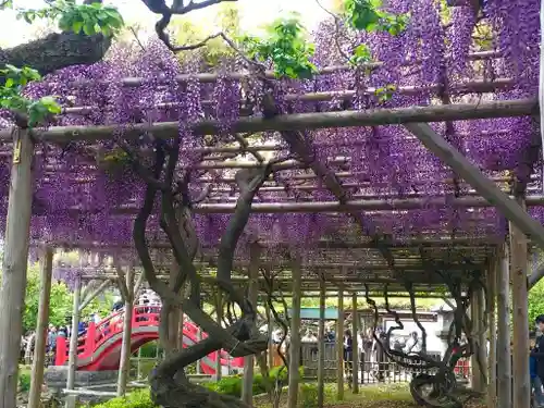 亀戸天神社の庭園