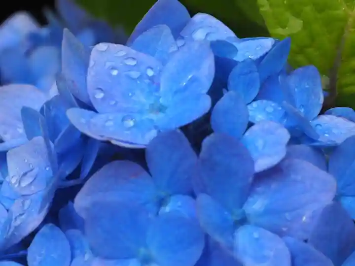 明月院(神奈川県)