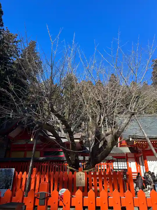 金櫻神社(山梨県)