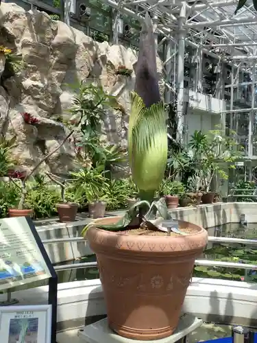 深大寺(東京都)