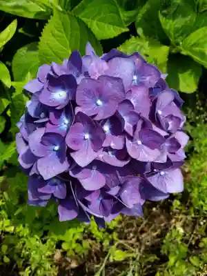 白金氷川神社(東京都)