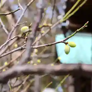 三津厳島神社(愛媛県)(2026年03月29日(日) 10時08分45秒投稿)