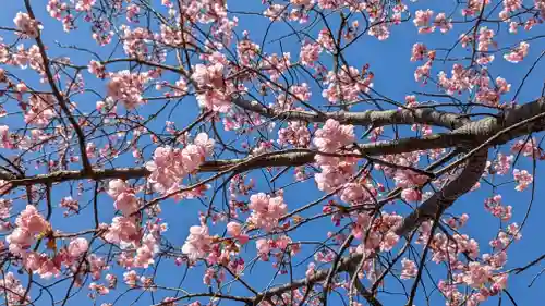 熊野若王子神社の自然