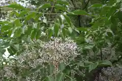 八幡神社の自然