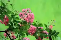 鹿島大神宮の自然