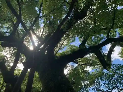 太宰府天満宮の自然
