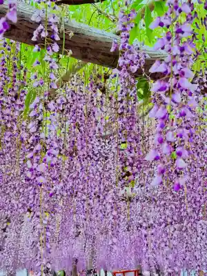 行興寺の{uncategorized: "未分類", other: "その他", undefined: "問題あり", building: "その他建物", grave: "お墓", sacred_gate: "鳥居", guardian: "狛犬", statue: "像", buddha: "仏像", history: "歴史", nature: "自然", garden: "庭園", animal: "動物", pagoda: "塔", temizu: "手水舎", mountain_gate: "山門・神門", sanctuary: "本殿・本堂", subordinate: "末社・摂社", art: "芸術", scenery: "景色", jizo: "地蔵", ema: "絵馬", goshuin: "御朱印", omikuji: "おみくじ", items: "授与品その他", amulet: "お守り", goshuincho: "御朱印帳", eats: "食事", festival: "お祭り", votive_dance: "神楽", shichigosan: "七五三参", wedding: "結婚式", experience: "体験その他", initially: "初詣", around: "周辺", anti_infection: "感染症対策"}