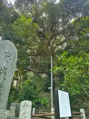 高來神社の{uncategorized: "未分類", other: "その他", undefined: "問題あり", building: "その他建物", grave: "お墓", sacred_gate: "鳥居", guardian: "狛犬", statue: "像", buddha: "仏像", history: "歴史", nature: "自然", garden: "庭園", animal: "動物", pagoda: "塔", temizu: "手水舎", mountain_gate: "山門・神門", sanctuary: "本殿・本堂", subordinate: "末社・摂社", art: "芸術", scenery: "景色", jizo: "地蔵", ema: "絵馬", goshuin: "御朱印", omikuji: "おみくじ", items: "授与品その他", amulet: "お守り", goshuincho: "御朱印帳", eats: "食事", festival: "お祭り", votive_dance: "神楽", shichigosan: "七五三参", wedding: "結婚式", experience: "体験その他", initially: "初詣", around: "周辺", anti_infection: "感染症対策"}