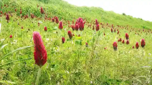 若宮神明社の自然
