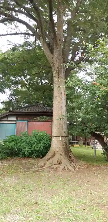 姫宮神社の自然