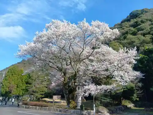 岐阜護國神社(岐阜県)