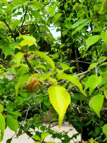 生目神社の動物
