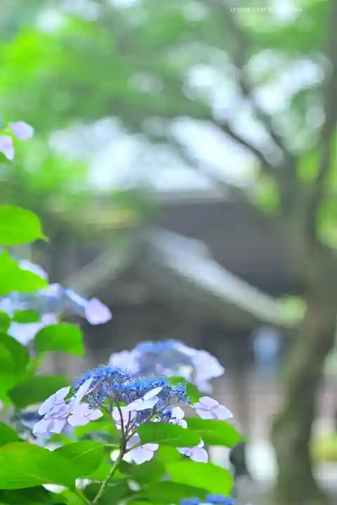 妙本寺(神奈川県)