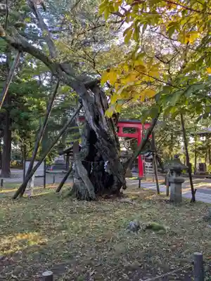 蠶養國神社(福島県)