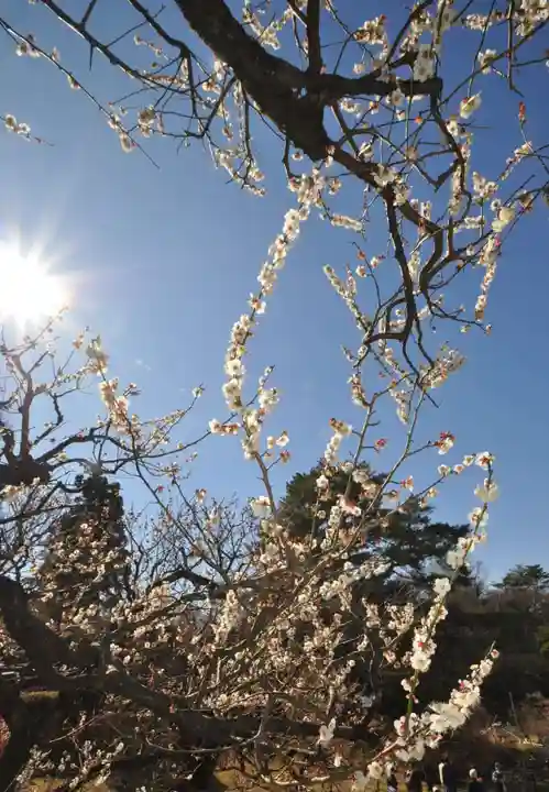 師岡熊野神社(神奈川県)