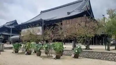 本山専修寺の本殿・本堂