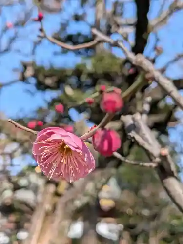 布多天神社(東京都)