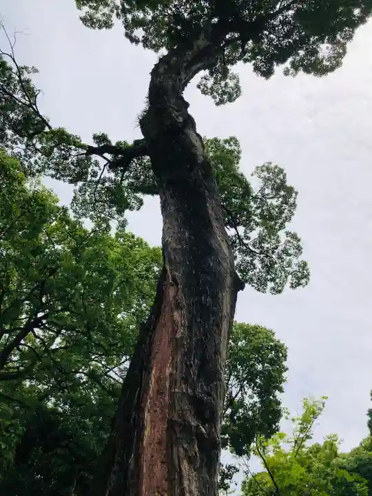 熱田神宮の自然