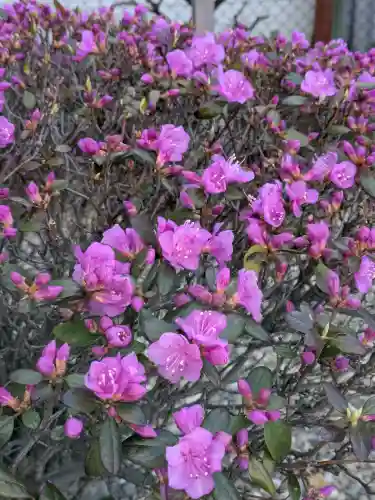 亀田龍神社の{uncategorized: "未分類", other: "その他", undefined: "問題あり", building: "その他建物", grave: "お墓", sacred_gate: "鳥居", guardian: "狛犬", statue: "像", buddha: "仏像", history: "歴史", nature: "自然", garden: "庭園", animal: "動物", pagoda: "塔", temizu: "手水舎", mountain_gate: "山門・神門", sanctuary: "本殿・本堂", subordinate: "末社・摂社", art: "芸術", scenery: "景色", jizo: "地蔵", ema: "絵馬", goshuin: "御朱印", omikuji: "おみくじ", items: "授与品その他", amulet: "お守り", goshuincho: "御朱印帳", eats: "食事", festival: "お祭り", votive_dance: "神楽", shichigosan: "七五三参", wedding: "結婚式", experience: "体験その他", initially: "初詣", around: "周辺", anti_infection: "感染症対策"}