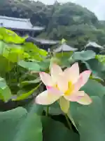 三室戸寺(京都府)