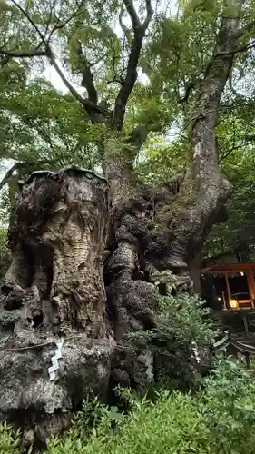 來宮神社(静岡県)