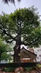 今戸神社の自然