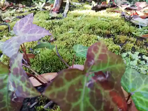摩利支天 徳大寺の自然