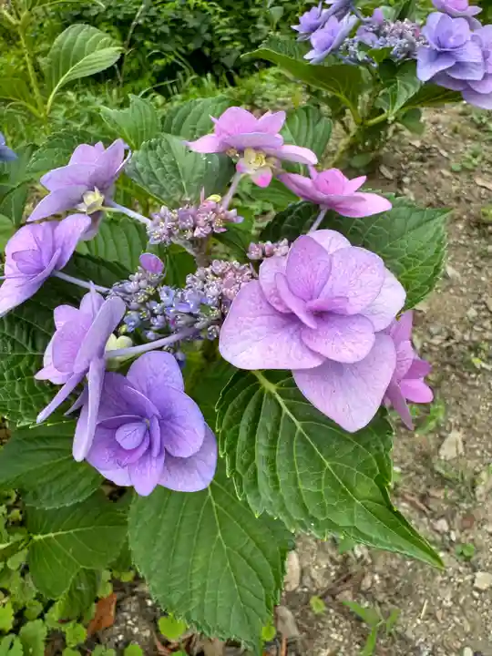 阿久津「田村神社」(郡山市阿久津町)旧社名:伊豆箱根三嶋三社(福島県)