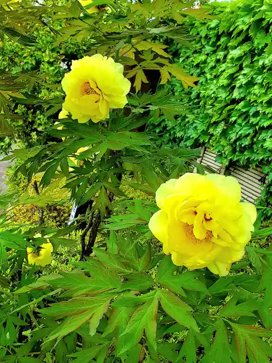 神炊館神社 ⁂奥州須賀川総鎮守⁂の自然