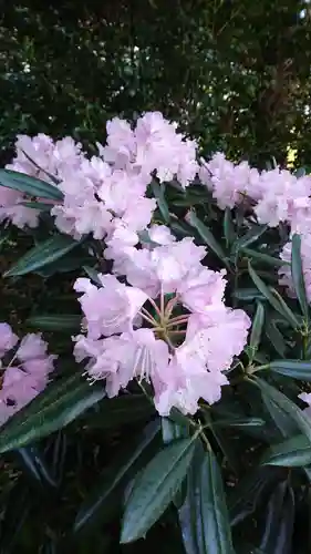 高千穂神社の自然