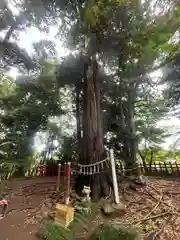 麻賀多神社(千葉県)