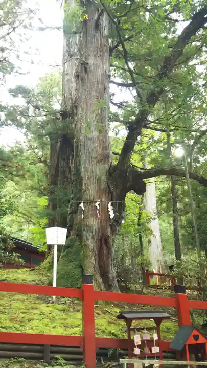 日光二荒山神社の自然
