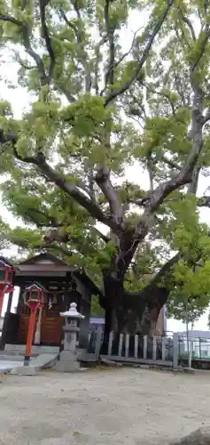 伯光神社の自然