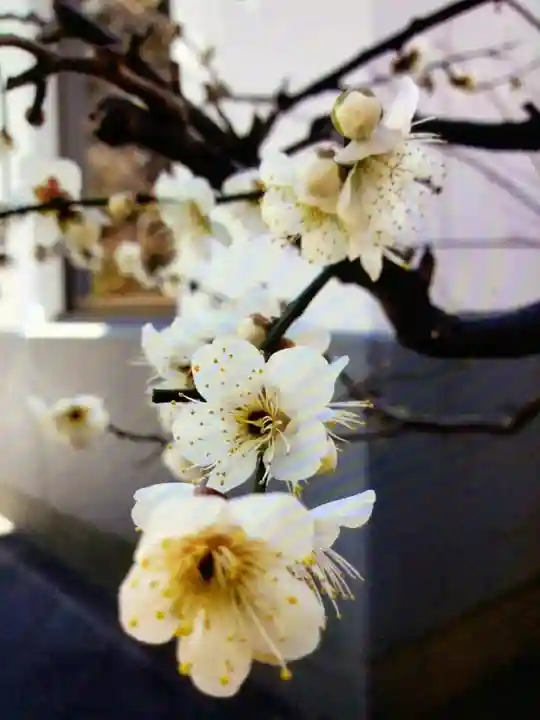 成子天神社(東京都)