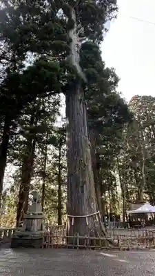 戸隠神社中社(長野県)