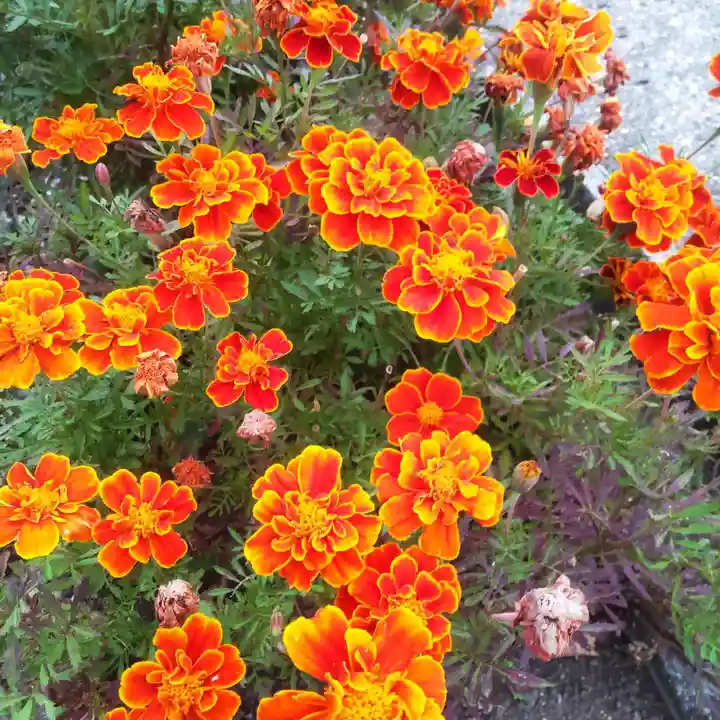七重浜海津見神社(北海道)