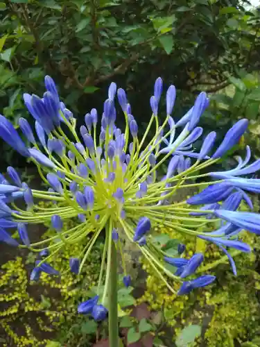 浅間神社(東京都)
