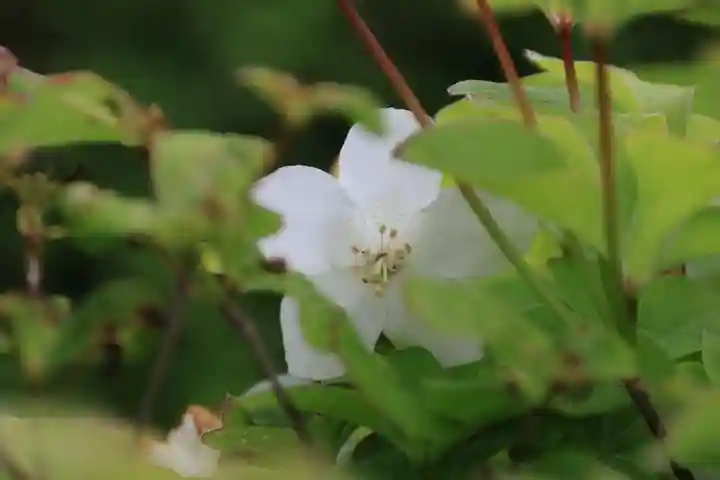 大鏑神社の庭園