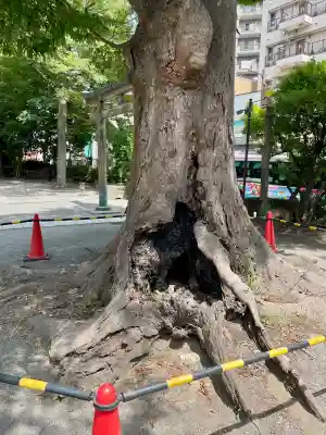 亀岡八幡宮(亀岡八幡神社)(神奈川県)