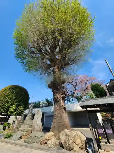 禅定院(東京都)