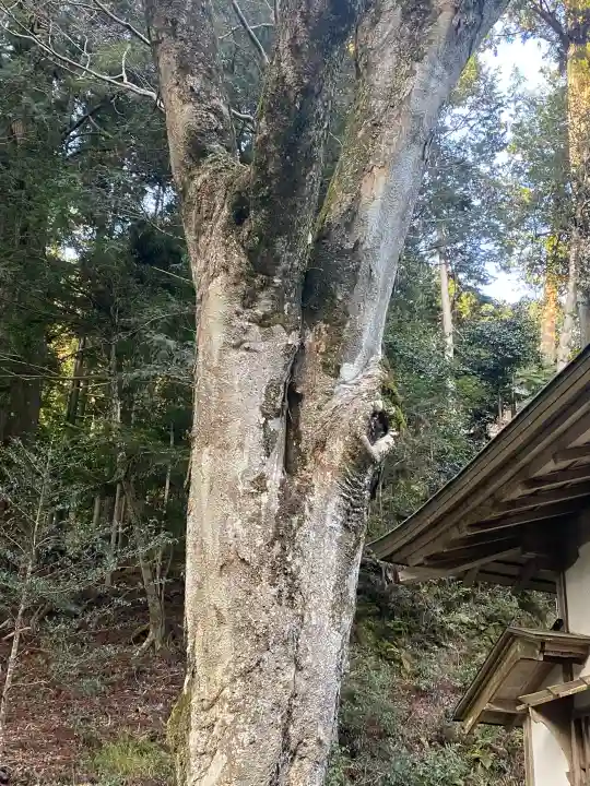 丹生川上神社(下社)(奈良県)